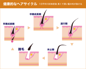 薄毛対策はヘアサイクル(毛周期)の仕組みを知ることから【AGA基礎知識】